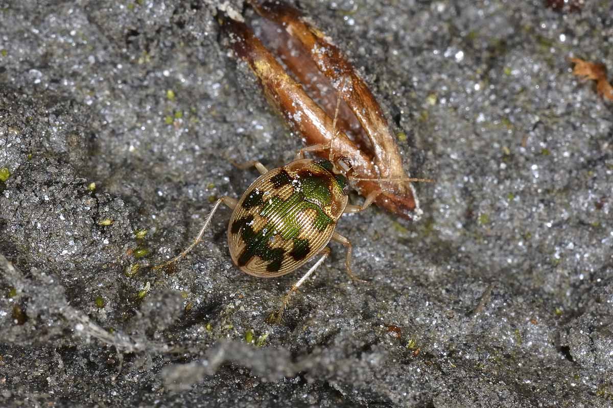 Omophron limbatum, Carabidae